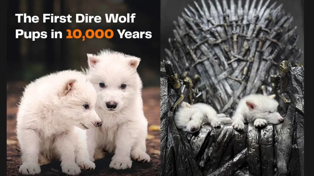 Dire Wolves A Journey Through Time