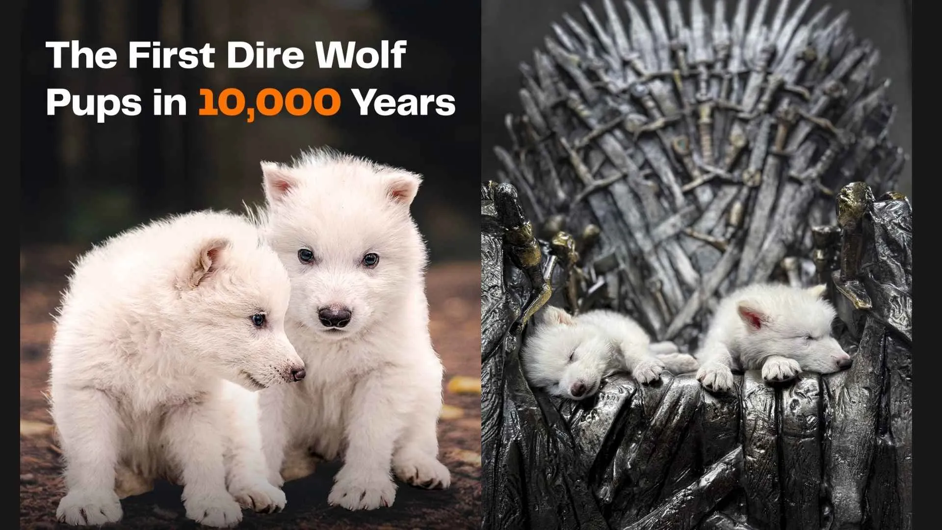 Dire Wolves A Journey Through Time