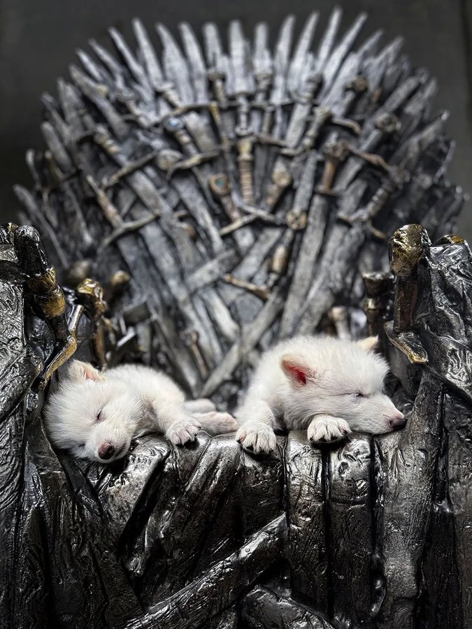 Has the dire wolf come back to life? Here is what we know