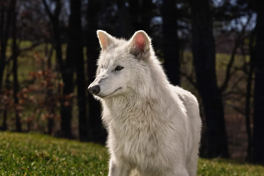 Dire Wolves Fact and Fiction in the Ice Age