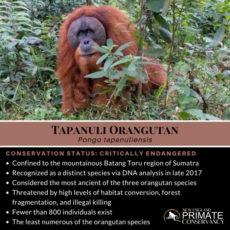 Tapanuli orangutan