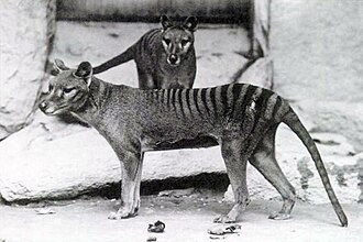Tasmanian Tiger