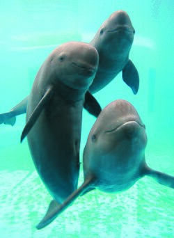 Yangtze finless porpoise introduction
