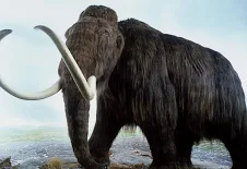 Are mammoths and elephants related?